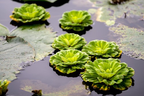 This is a freely floating aquatic plant that you should add to your pond for the texture it provides. The roots are feathery and span upwards of 20cm. 