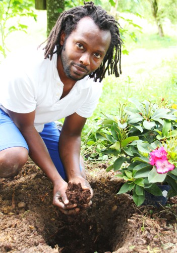 When you start about planting rhododendrons you need to select a site that will be conducive to long-term growth and success for your rhododendrons. This should be a location in your garden that offers dappled shade and it's somewhat sheltered from cold winds in winter.