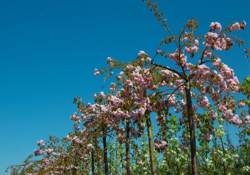 This deciduous tree is also known as a flowering cherry has arching branches that are graceful enough on their own but end up smothered with double, richly pink flowers which makes it all the more impressive.