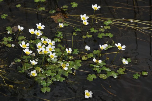 This species of aquatic plants grow in mats and you will find it along the surface of your pond. The underwater leaves branch out like threads and at the surface grow in toothed floaters. You can enjoy white and yellow flowers, white on the petals and yellow in the centre. These grow about 1-2cm above the surface of the pond, supported by the floater leaves.