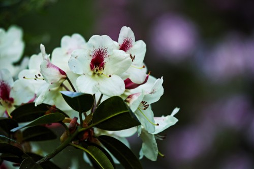 Rhododendrons come in three main types. The first are evergreen shrubs which are smaller than trees and typically produce flowers all year round. The second are deciduous shrubs which are much smaller and typically shed their leaves once in the Autumn and once again in the winter. Evergreen rhododendrons will grow into the shape of trees and remain green throughout the year.