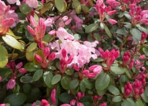 Rhododendron Bow Bells which is pictured above is another favourite that is an evergreen shrub which will grow in a vertical fashion and reach approximately 1 m in the span of 10 years. So much slower growth compared to others. The flowers are shaped like a bell and they growing loose clusters taking on bright pink shades.