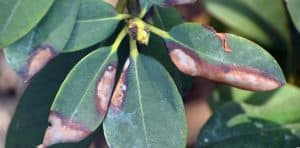 Rhododendrons are generally problem free but there are a few pests and diseases to look out for such as vine weevil and powdery mildew. Other problems include drooping leaves and root rot as well as yellowing of the leaves as they lack essential nutrients.