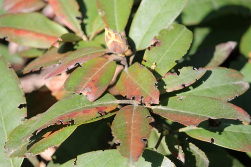 Rhododendrons are beautiful evergreen shrubs of which there are hundreds of varieties. They flower mainly in the springtime but can be planted either in spring or autumn and once planted will thrive in well-drained, shaded and wet conditions particularly in places that get ample rainfall. That said there are still some pests, diseases, and other problems you should be aware of when caring for your rhododendron