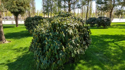 Rejuvenation pruning of Rhododendrons. Prune one third of stems by one third and remove the remaining stems by one third the first year and then by another third the following year