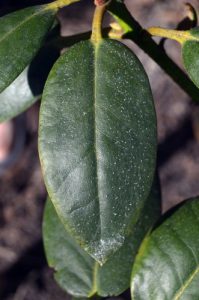 Powdery mildew is another prevalent disease but its often easier to live with it. As the name suggests you will actually see white powdery growth on the leaves. This can get much more prolific if your Rhododendron is grown in a damp location or somewhere very shaded. And in some situations, this happens just because of the location. It's recommended that rhododendrons be grown in partial shade with some protection against strong winds but if it's planted, for example, directly underneath a larger tree it can result in powdery mildew.