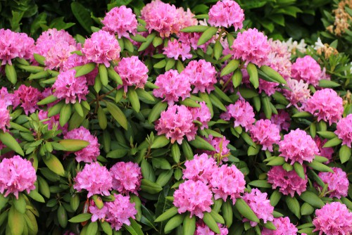 Rhododendrons offer spectacular flowers but they are among a particular group of plants that require acidic soil in order to thrive. While most plants can tolerate a wide range of soil types, rhododendrons cannot. They will not tolerate alkaline soil and if they are exposed to it, their leaves will turn yellow, their growth will be stunted, and eventually, they will stop growing entirely and look very sickly.