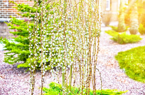 Taking on an umbrella shape, this tree is one with an exquisite, graceful form. The weeping shape as wonderful texture to any garden. Every Spring you can watch as the pussy willow buds start out in a rich yellow shade and then eventually fade to grey. If you want to enjoy texture and winter flower arrangements you can even cut those stems with their buds and integrate them in your home.