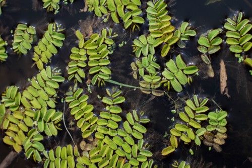 This floating fern is an annual aquatic fern that takes on the appearance of moss without the invasive hassle.