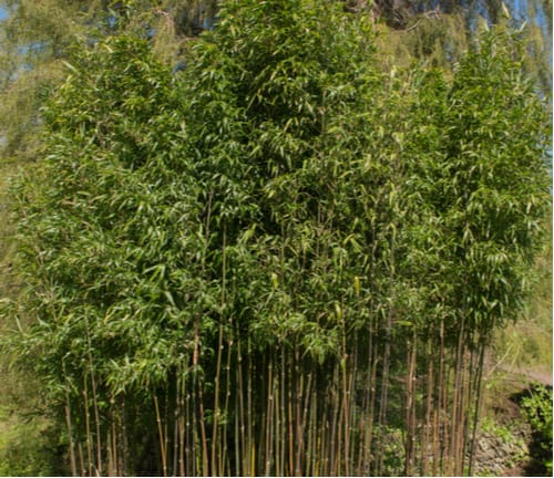 This green temple bamboo is also known as Narihira bamboo is one of the largest bamboos but they can be somewhat controlled when grown in pots. 