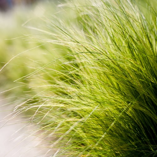 Mexican feather grass, as it’s commonly known, grows in graceful tufts of thread-like leaves. These leaves are often seen dancing in the wind, moving about with even the slightest of provocation. Throughout summer the top of the silvery green leaves brings feathery panicles that are often dried and used in floral arrangements. Grows well in full sun in both sheltered and exposed sites.