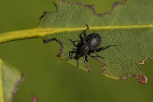 One last reason you may have dropping leaves is because of vine weevil beetles and their grubs, this is more of a problem for plants that are grown in pots. Although adult vine weevil eats the leaves, usually around the edge of the leaves, it is the baby grubs that live in the soil and look similar to a maggot that causes the most damage as they eat the roots. Eventually, causing enough damage that the root system cannot support the plant and the first sign is usually the leaves start to droop. You can buy pesticides especially for vine weevil and it can be applied as a drench to the soil.