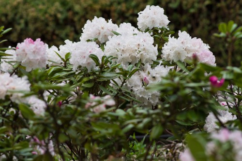 When to take rhododendron cutting - When you are taking a rhododendron cutting you want to do so sometime between the end of July and the middle of August, especially during the warmer summer months.