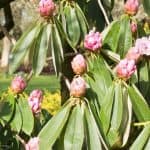 some problems you might notice with your Rhododendron after planting and even on established bushes. One of the most common problems we see a lot is the leaves on Rhododendrons starting to wilt. The most common cause is usually drought or cold weather but they usually recover once conditions are ideal again. Below we go other some of the other reasons you might have this problem with the leaves on your Rhododendron starting to droop and wilt.