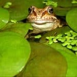 Floating pond plants and perfect for most ponds and they have many benefits and encourage wildlife into the pond. We have listed 7 top floating pond plants.