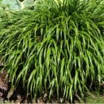 Shade can be difficult to grow some grasses so in this post we listed 8 of our favourite ornamental grasses for shade including pictures