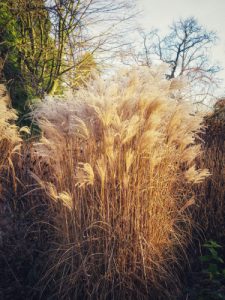 We don't recommend pruning right to the centre of pampas grass, especially with very large plants. The aim is to trim out any dead leaves once a year and maybe remove some of the older stems to make room for new growth if you think it's needed.