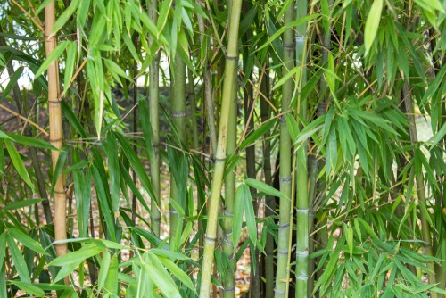 To contain your bamboo with pruning and thinning, you will need to decide where you want your bamboo to grow and mark a line. With proper spades and sharp tools, you can cut along that line to remove any clumps or rhizomes that are have spread below. Above the soil, you can thin out the existing canes to allow for better shape, airflow, or prevent it from getting out of hand. 