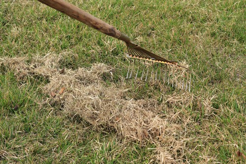 There are different ways to scarify your lawn. You can do it manually if you have the means and the time. To do this you need a rake or manual scarifier and strong leather gloves.