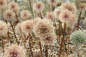 allium care after flowering