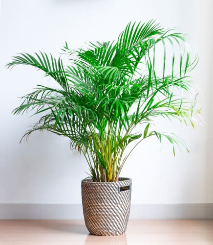 The plant is generally disease-free for the most part and has been deemed one of the top 10 purifying plants by NASA. It produces feathery fronds that arch, each containing upwards of 100 leaflets sure to demand attention. 