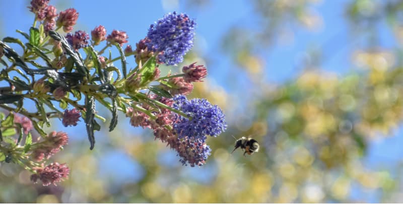 Bees are very important for pollinating plants and they are unfortunately on the decline. We have listed our favourite shrubs for attracting bees into your garden