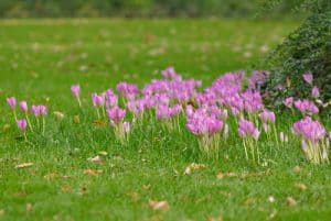 planting bulbs in grass