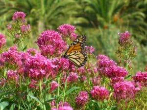 This fragrant, butterfly-attracting plant is best grown in sandy or average soil that is well-drained and exposed to either full sun or partial shade.