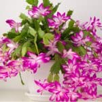 Christmas cactus pruning should be done after flowers or early March, generally, no pruning is needed but it can help rejuvenate leggy and overgrown plants.