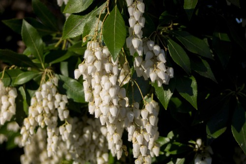 Deadheading Pieris