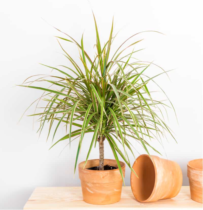 The stunning dragon tree will not take up a lot of space in density, but it can grow up to 2 metres in height if allowed and is believed to remove toxins including xylene, trichloroethylene, and formaldehyde. 