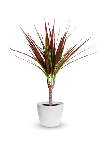 this Dragon Plant has stiff leaves but colourful foliage. They grow as a single stem but you can try to grow multiple plants in one container and they will braid together. They have aggressive root systems which make them easy to grow indoors, especially for beginners. At full maturity, they will reach 1 metre in height.