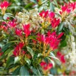 Growing Pieris Forest Flame