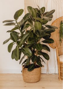 How to prune a rubber tree plant. Whether you are giving your rubber plant a serious overhaul or a simple trim, you can cut the plant to whatever style or size you want.