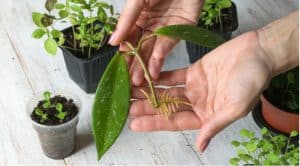 In this gudie, we show you how to take cuttings from house plants using a jar of water to propagate them before potting them into pots of compost. Step by step