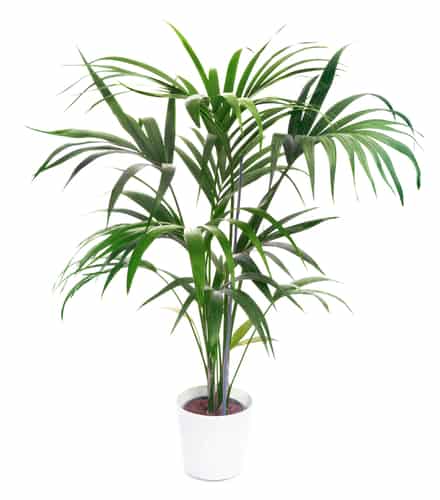 This palm is quite popular because of its shape and the fact that it very easy to grow and can almost thrive when neglected.