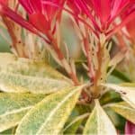 Pieris pests Diseases and other problems