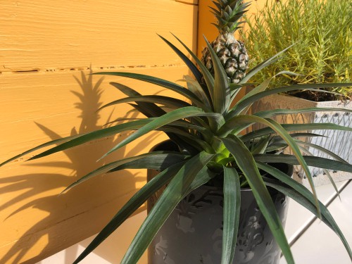 While Pineapple plants do not actually clean the air like other plants on this list they do produce oxygen and boost air quality at night and NASA even found that it can reduce snoring.