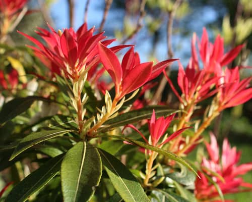 Planting Pieris Forest Flame