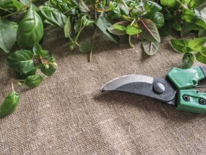 Pruning Fuchsias - General and Rejuvenated Pruning | Pyracantha.co.uk