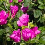 Rosa Rugosa makes fantastic hedging roses and responds well to pruning but it needs to be done correctly and at the right time so you don't remove the hips.