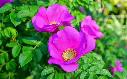 Taking cutting from Rosa Rugosa