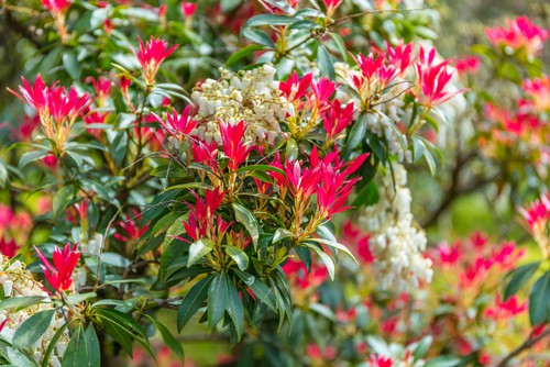 Propagating pieris from seed or by taking softwood cutting