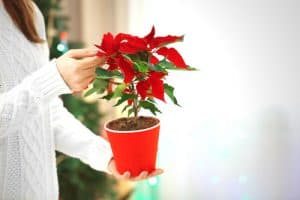 Changing poinsettias from green to red again using the amount of light they get