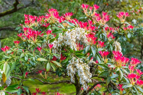 Watering and feeding pieris forest flame