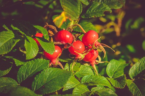 when to prune Rosa Rugosa roses