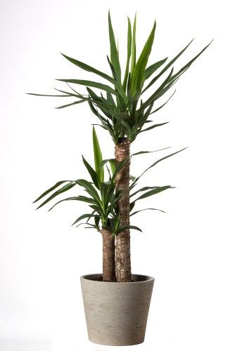 This variety of plant is flexible insofar as it can be grown as an indoor plant or outdoor plant.