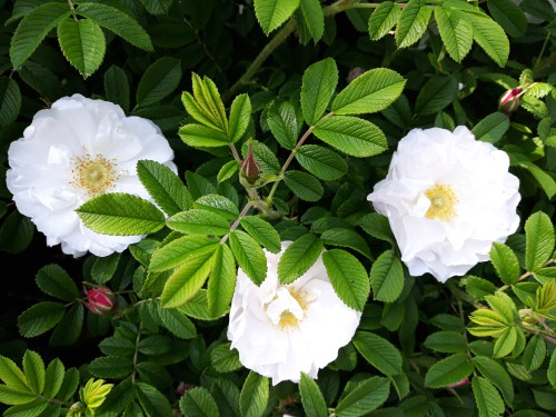 Planting Rosa Rugosa