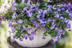 Bacopa is a trailing plant as pictured above with small, green leaves and single flowers that come in blues, pinks, even whites. You can keep the flowers come all season without the warmer weather wilting or fading the vibrancy.