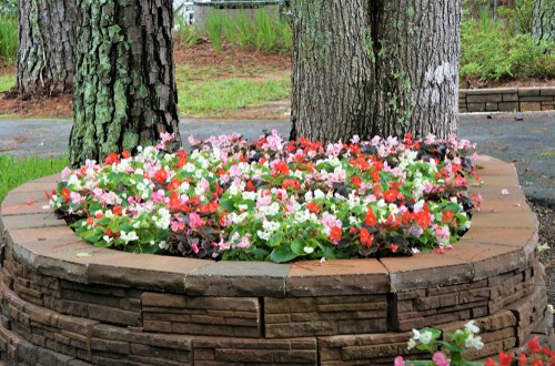 Begonias semperflorens (Bedding begonias)